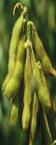 Soya Fasulyesi Tohumu Resmi