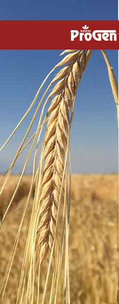 Arpa ambrosia resimi