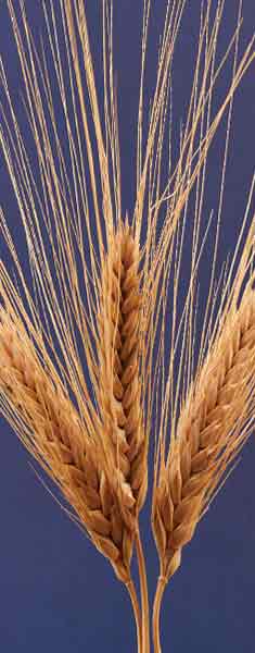 Vittoria-Tohumluk-Bugday