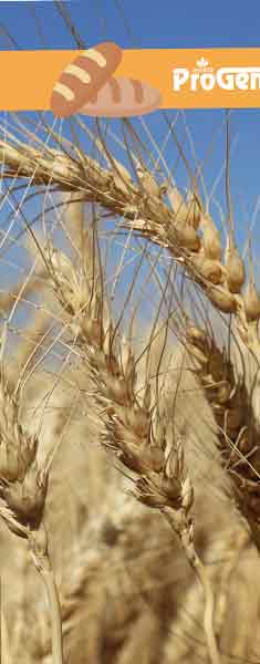 Beyazhan-Tohumluk-Bugday