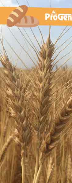 Lucilla-Tohumluk-Bugday