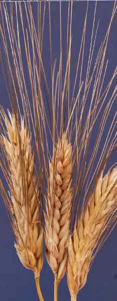 Ovidio-Tohumluk-Bugday