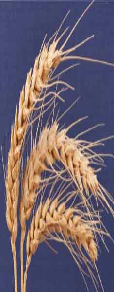 Vittoria-Tohumluk-Bugday