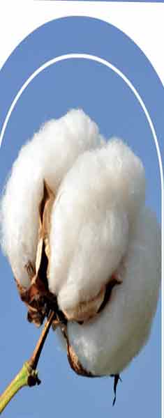 eDESSA PAMUK GÖRSELİ