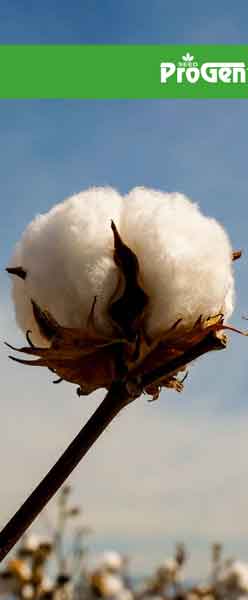 ProgenSeed Pamuk Tohumu Flash
