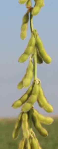 Soya Fasulyesi Tohumu Resmi