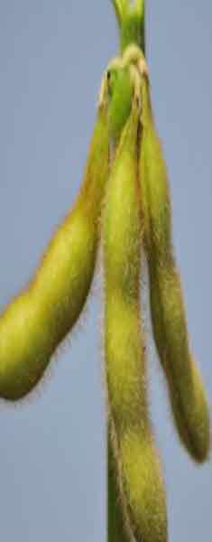 Soya Fasulyesi Tohumu Resmi